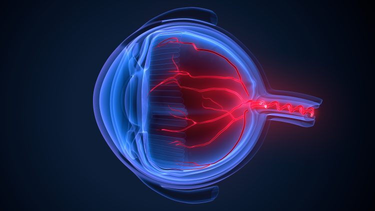 scientific 3D illustration of the human eye
