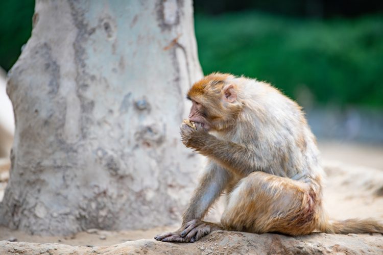 Old macaque sitting by tree