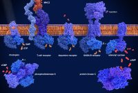 G-protein-coupled receptors (GPCRs) From left to right, Rhodopsin, T-cell receptor with MHC, dopamine receptor, GABA B receptor. 3d illustration