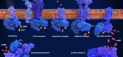 G-protein-coupled receptors (GPCRs) From left to right, Rhodopsin, T-cell receptor with MHC, dopamine receptor, GABA B receptor. 3d illustration