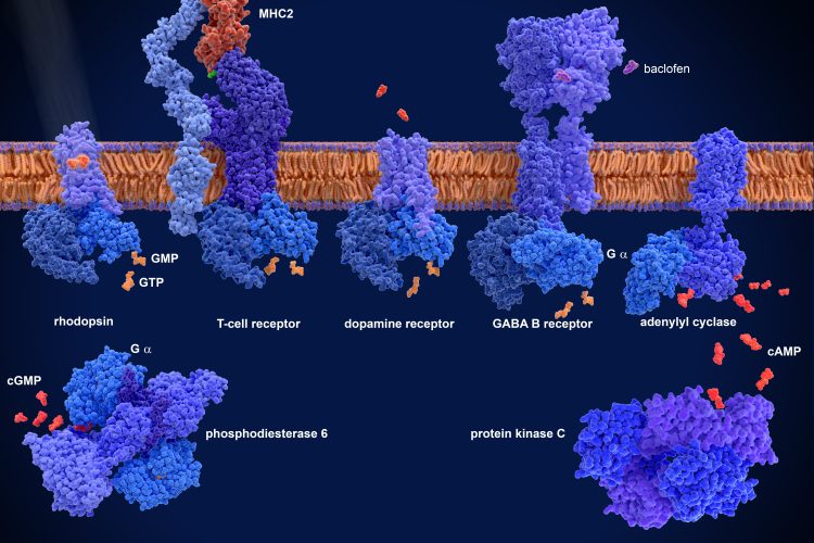 G-protein-coupled receptors (GPCRs) From left to right, Rhodopsin, T-cell receptor with MHC, dopamine receptor, GABA B receptor. 3d illustration