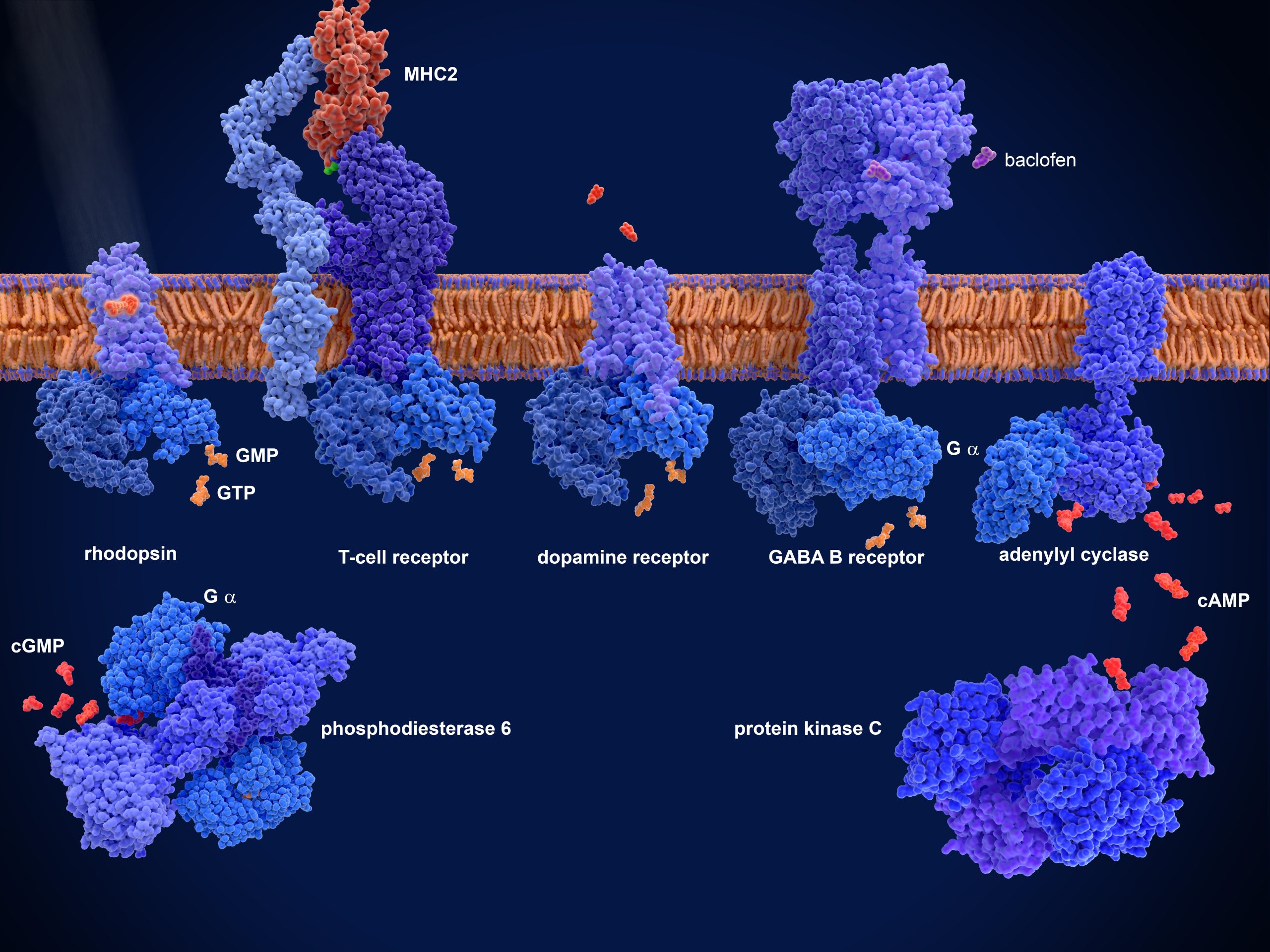 G-protein-coupled receptors (GPCRs) From left to right, Rhodopsin, T-cell receptor with MHC, dopamine receptor, GABA B receptor. 3d illustration