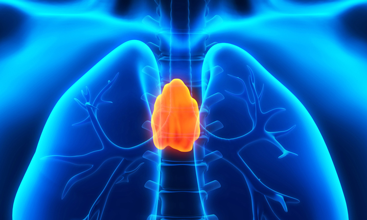 Human thymus