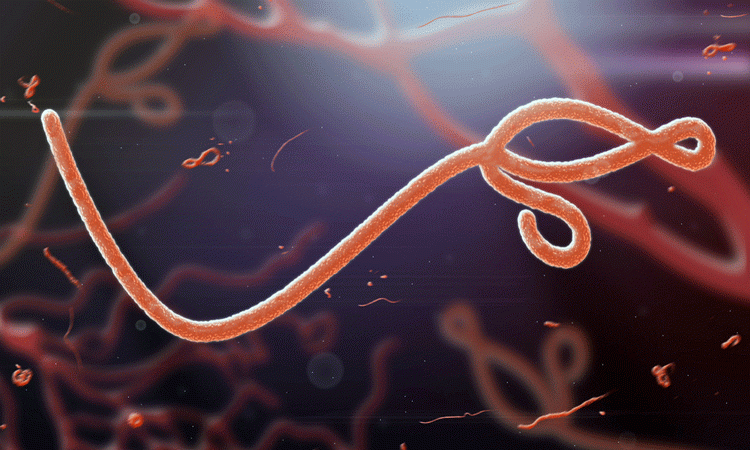 Ebola illustration