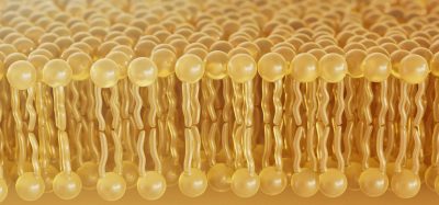 3D illustration of a cell membrane lipid bilayer showing tightly packed phospholipid molecules.