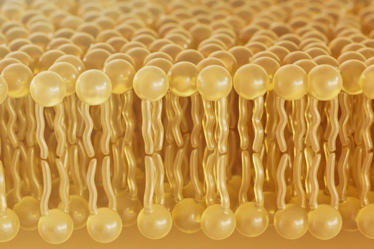 3D illustration of a cell membrane lipid bilayer showing tightly packed phospholipid molecules.