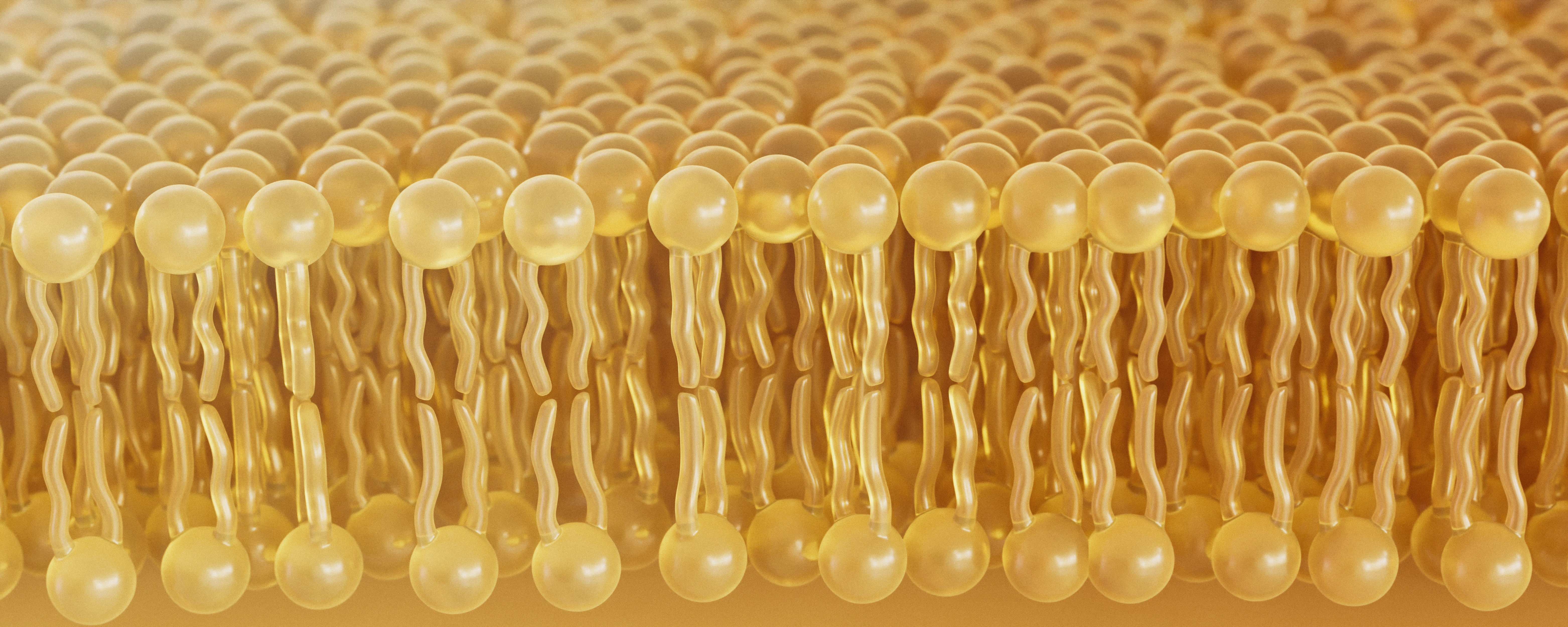 3D illustration of a cell membrane lipid bilayer showing tightly packed phospholipid molecules.