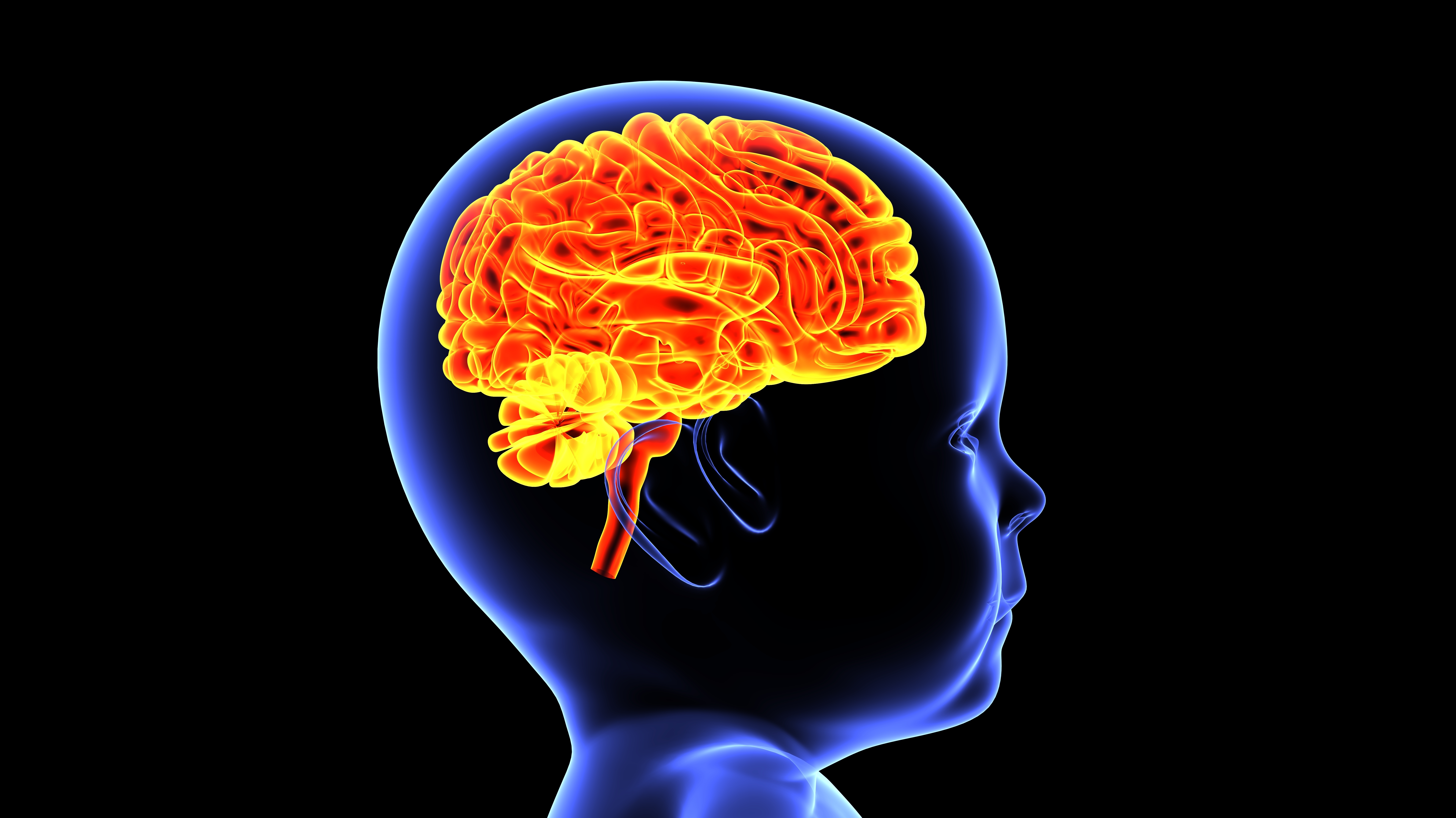 Maternal stress may alter foetal brain development via immune pathways