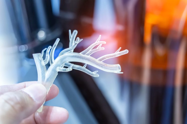 Researcher holding a 3D-printed vascular model, representing bioengineered blood vessels for tissue engineering and regenerative medicine