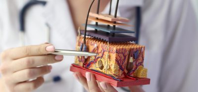Dermatologist using a pen to point at a 3D anatomical model of human skin layers, illustrating dermatology research and treatment.