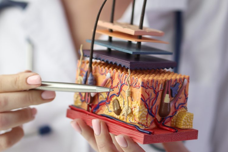 Dermatologist using a pen to point at a 3D anatomical model of human skin layers, illustrating dermatology research and treatment.