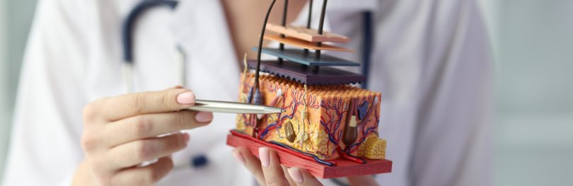Dermatologist using a pen to point at a 3D anatomical model of human skin layers, illustrating dermatology research and treatment.