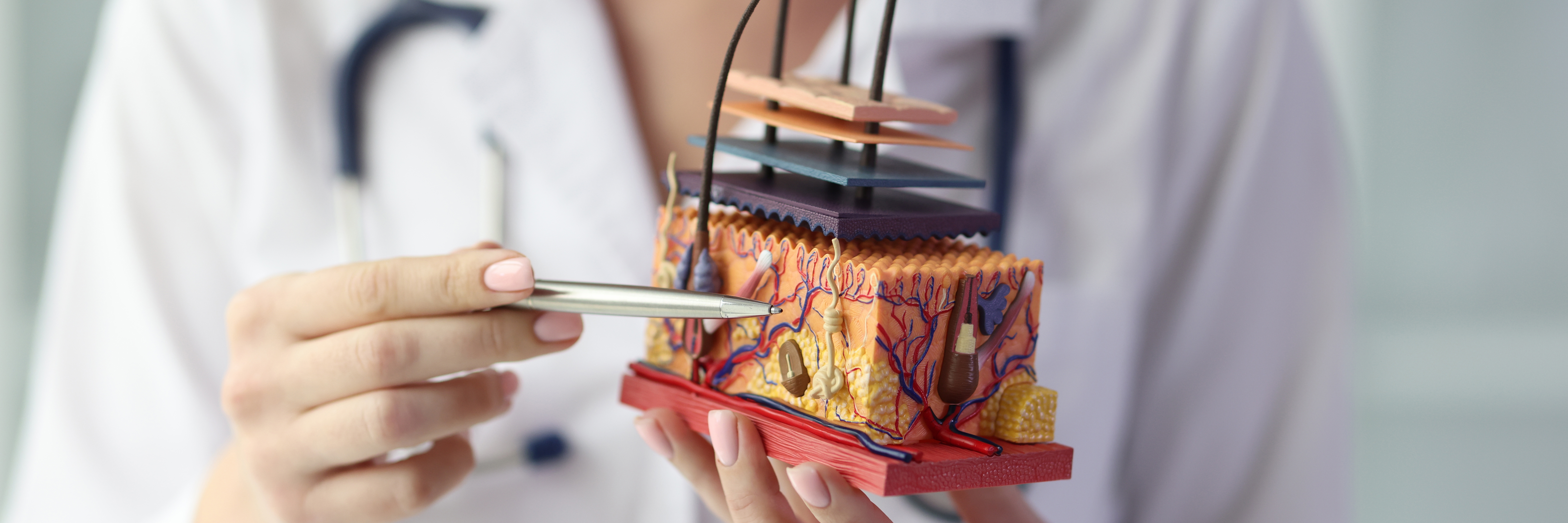 Dermatologist using a pen to point at a 3D anatomical model of human skin layers, illustrating dermatology research and treatment.