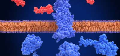 GLP-1 receptor, inactivated and surrounded by an agonist (semaglutide, red) and G-proteins. The glucagon like peptide-1 receptor has a strong effect on the management of type 2 diabetes mellitus.