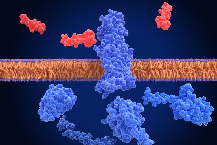 GLP-1 receptor, inactivated and surrounded by an agonist (semaglutide, red) and G-proteins. The glucagon like peptide-1 receptor has a strong effect on the management of type 2 diabetes mellitus.