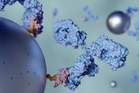 3D illustration of antibodies binding to cell surface receptors, depicting molecular interactions in targeted immunotherapy or antibody–drug conjugate (ADC) mechanisms.