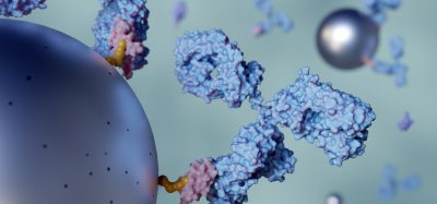 3D illustration of antibodies binding to cell surface receptors, depicting molecular interactions in targeted immunotherapy or antibody–drug conjugate (ADC) mechanisms.