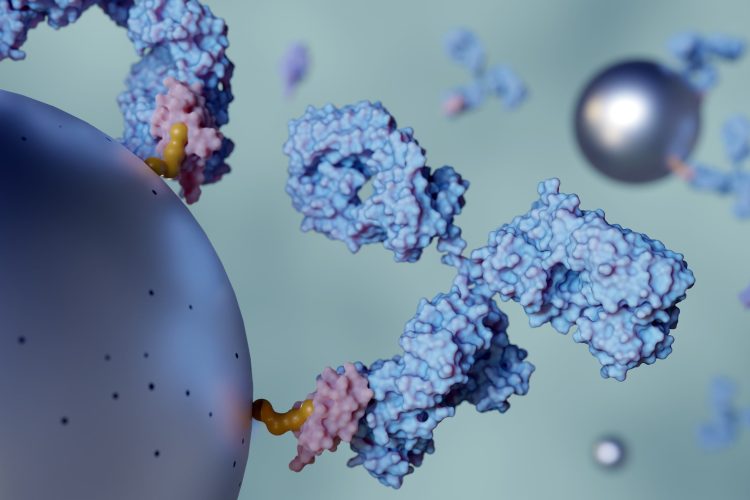 3D illustration of antibodies binding to cell surface receptors, depicting molecular interactions in targeted immunotherapy or antibody–drug conjugate (ADC) mechanisms.