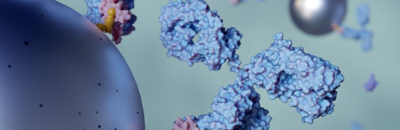 3D illustration of antibodies binding to cell surface receptors, depicting molecular interactions in targeted immunotherapy or antibody–drug conjugate (ADC) mechanisms.