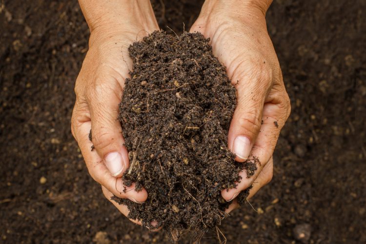 Hands holding soil