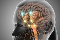 3D illustration of the human brain showing neural signalling pathways, representing central nervous system activity and mechanisms involved in depression therapies targeting NMDA receptors.