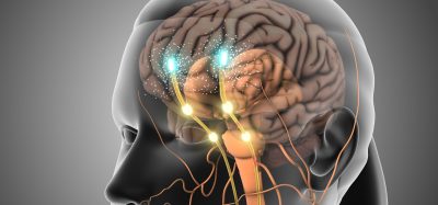 3D illustration of the human brain showing neural signalling pathways, representing central nervous system activity and mechanisms involved in depression therapies targeting NMDA receptors.