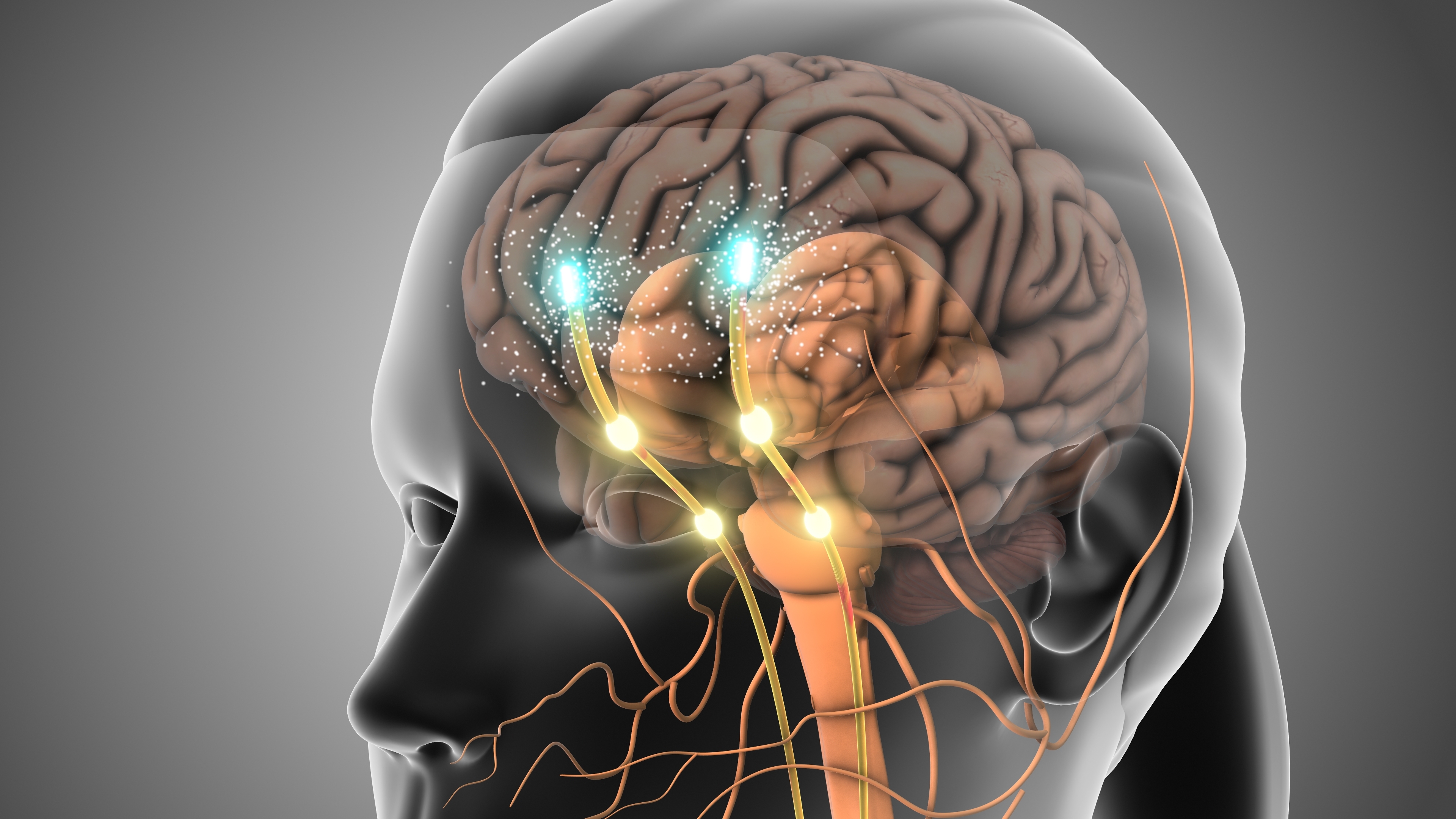 3D illustration of the human brain showing neural signalling pathways, representing central nervous system activity and mechanisms involved in depression therapies targeting NMDA receptors.
