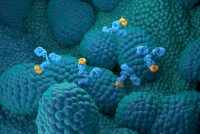 Microscopic illustration of antibodies binding selectively to the surface of plasma cells, representing targeted immunotherapy in multiple myeloma and related plasma cell disorders