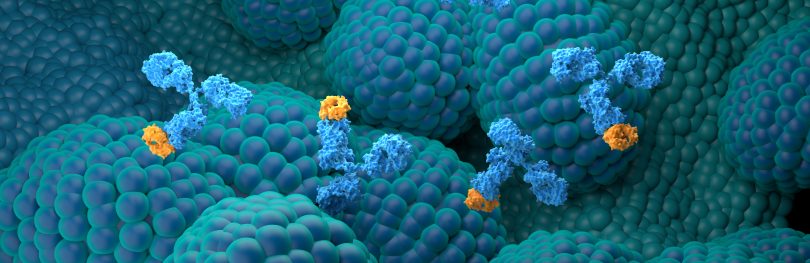 Microscopic illustration of antibodies binding selectively to the surface of plasma cells, representing targeted immunotherapy in multiple myeloma and related plasma cell disorders