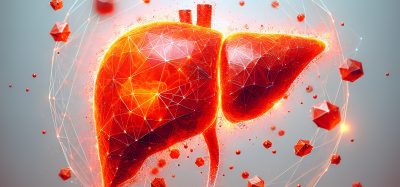 liver model