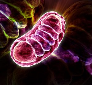 mitochondria