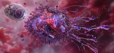 3D illustration of an activated immune cell, resembling a macrophage, attacking and engulfing a cancer cell within the tumor microenvironment, symbolizing macrophage checkpoint inhibition in cancer immunotherapy.