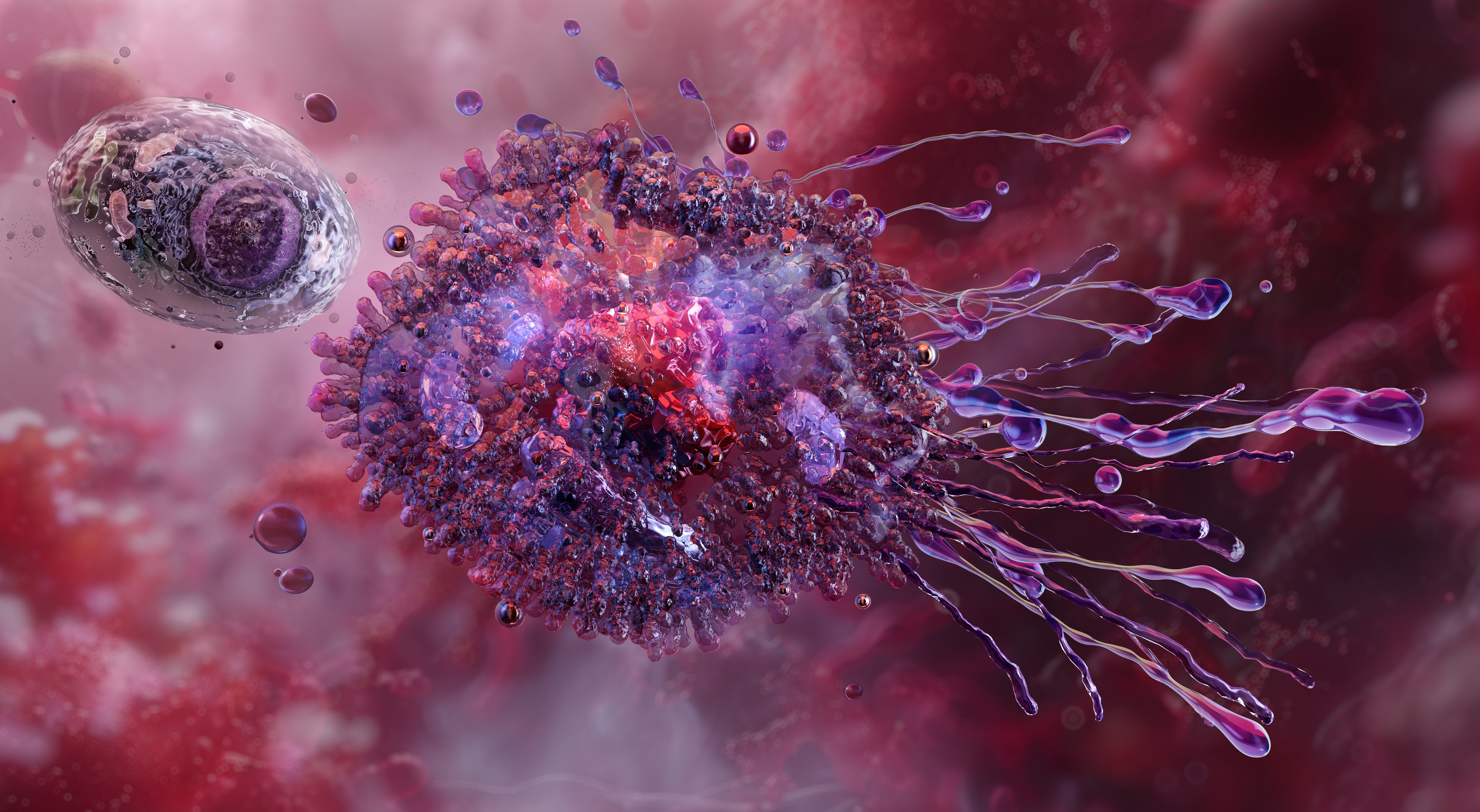 3D illustration of an activated immune cell, resembling a macrophage, attacking and engulfing a cancer cell within the tumor microenvironment, symbolizing macrophage checkpoint inhibition in cancer immunotherapy.