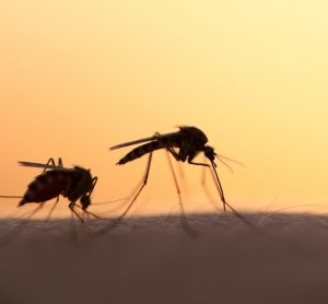 Zika