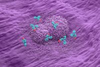 3D illustration of monoclonal antibodies (blue and red) binding to tumour cells (purple) within the tumour microenvironment, representing targeted cancer immunotherapy.