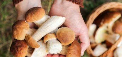 Hands holding freshly foraged wild mushrooms with a basket of more mushrooms in the background, symbolizing the natural sources used in modern drug discovery.