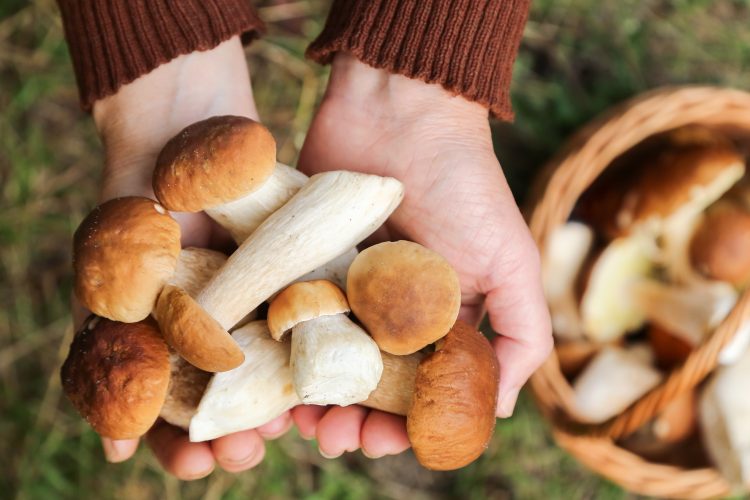 Hands holding freshly foraged wild mushrooms with a basket of more mushrooms in the background, symbolizing the natural sources used in modern drug discovery.