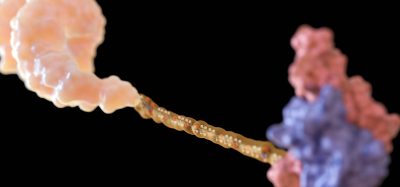 Abstract 3D rendering of peptide chains interacting with a protein target, representing peptide therapeutics and drug discovery research