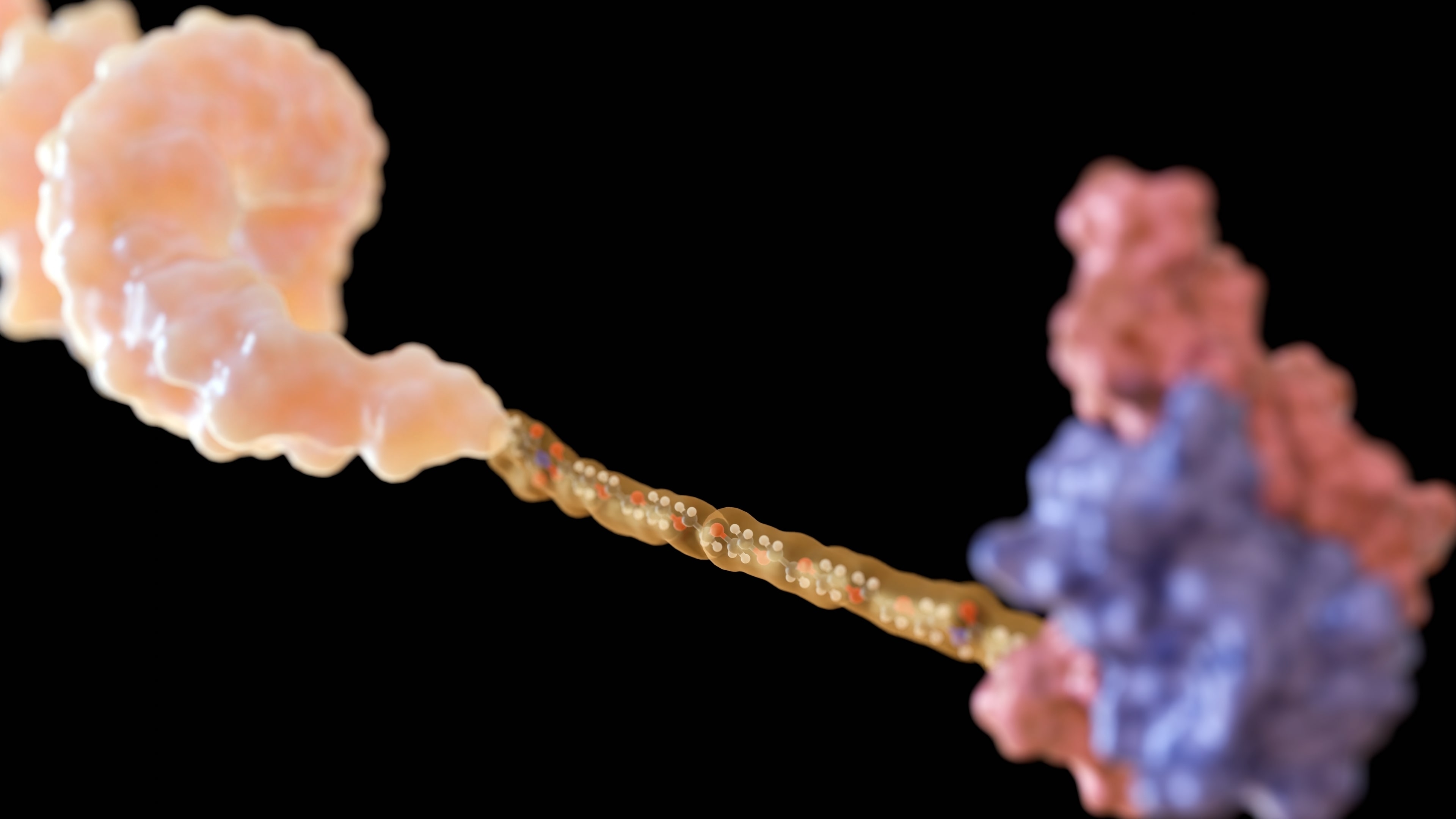 Abstract 3D rendering of peptide chains interacting with a protein target, representing peptide therapeutics and drug discovery research