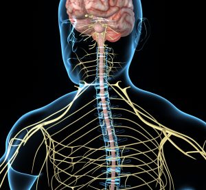 Central nervous system and COVID-19