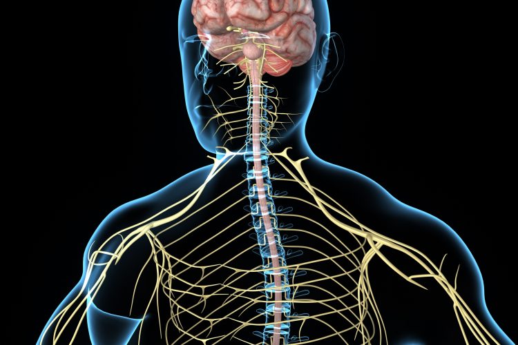 Central nervous system and COVID-19