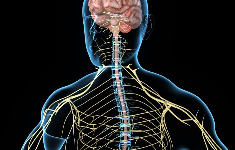 Central nervous system and COVID-19