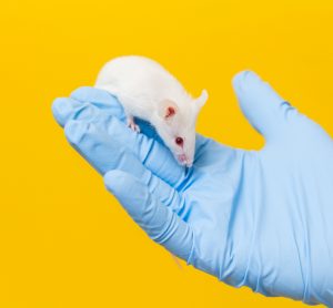 Ageing mouse in lab