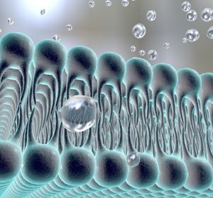 receptors