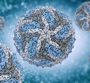 Dengue virus