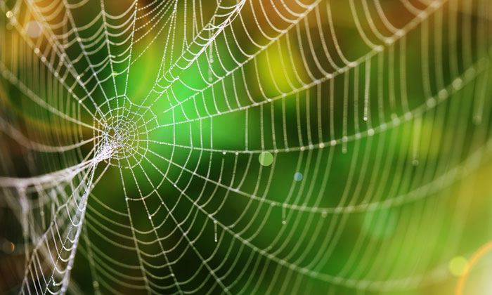 Making biological drugs with spider silk protein