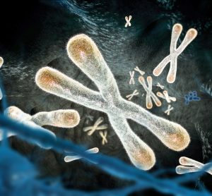 Telomeres on chromosomes