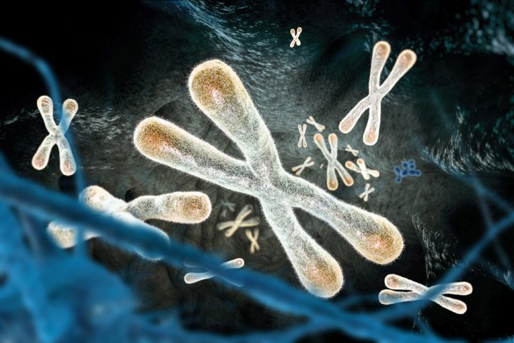 Telomeres on chromosomes