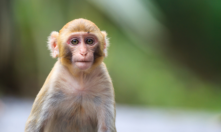 Rhesus macaque monkey