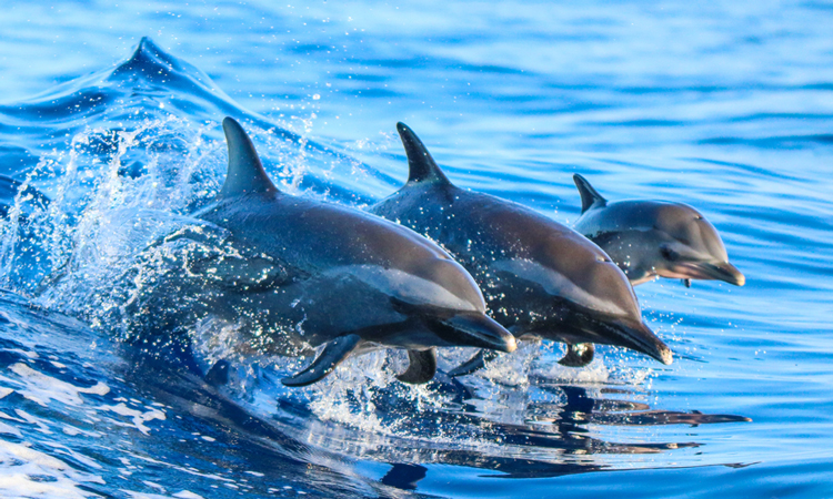 Dolphins in water